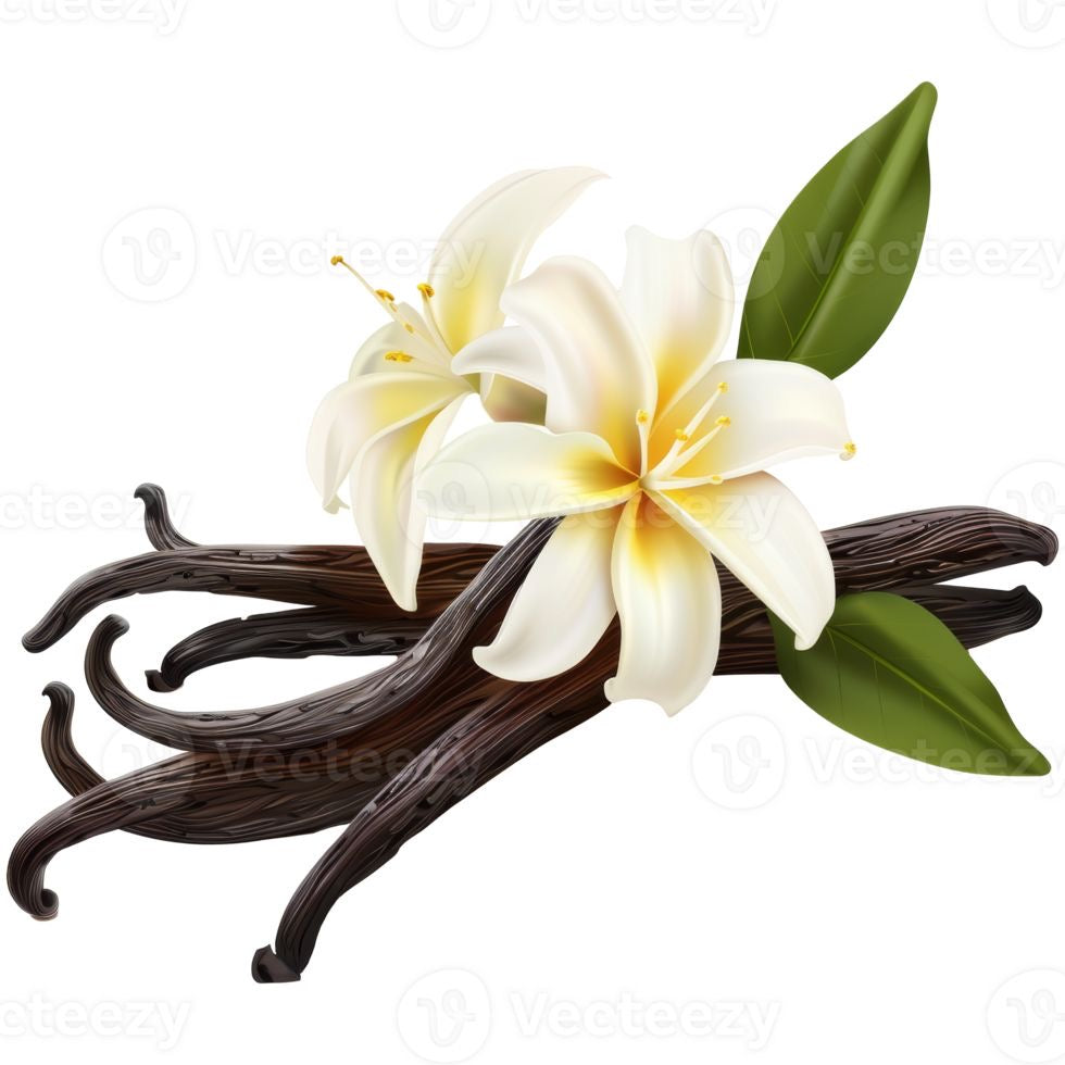 Brume bare vanilla