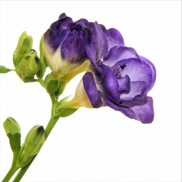 Brume mindnight bloom
